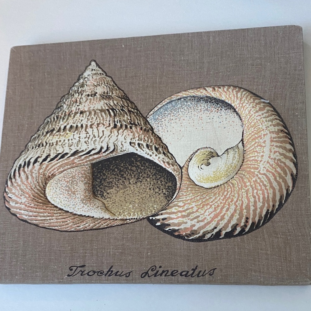 Trochus Lineatus Shell Art Canvas